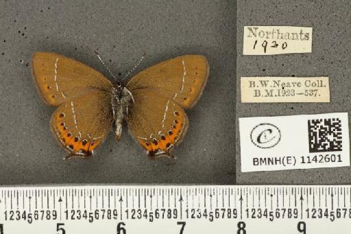 Satyrium pruni (Linnaeus, 1758) - BMNHE_1142601_96468