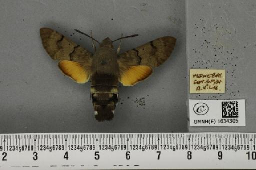 Macroglossum stellatarum (Linnaeus, 1758) - BMNHE_1634305_205886