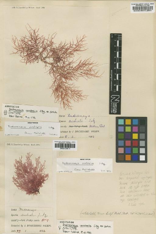 Dudresnaya australis J.Agardh ex Setch. - BM001038810