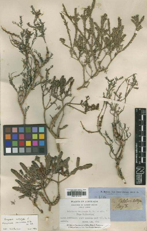 Melaleuca decussata R.Br. - BM001015142