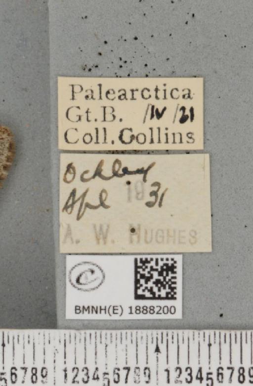 Apocheima hispidaria (Denis & Schiffermüller, 1775) - BMNHE_1888200_label_455579