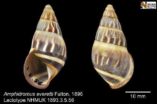 Amphidromus everetti Fulton, 1896 - 1893.3.5.56, LECTOTYPE, Amphidromus everetti Fulton, 1896