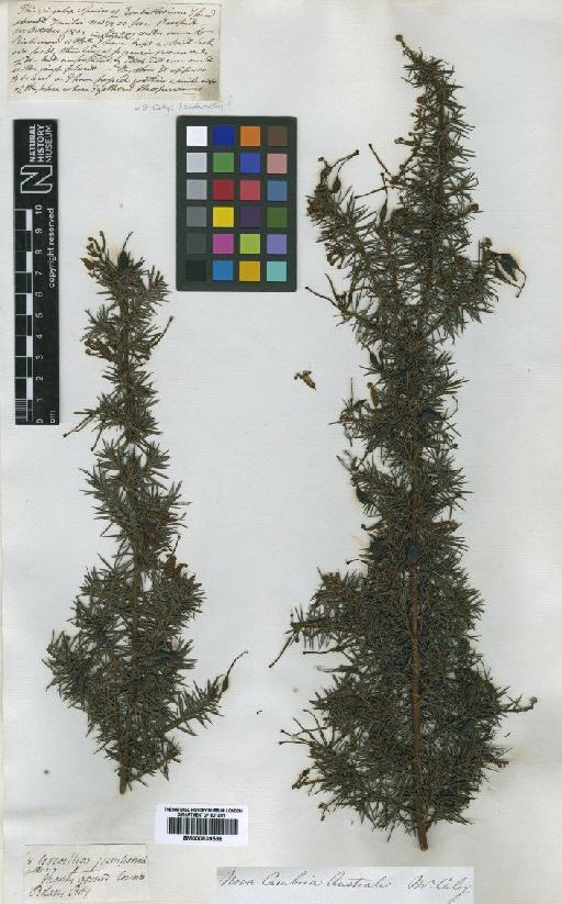 Grevillea juniperina R.Br. - BM000839538