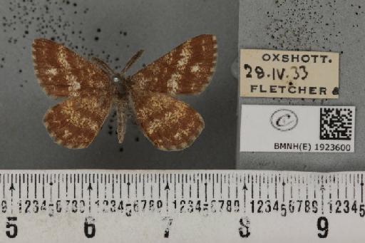 Ematurga atomaria (Linnaeus, 1758) - BMNHE_1923600_488184