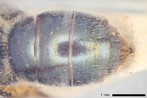 Augochlora chryseis Smith, F., 1879 - Augochlora_chryseis-NHMUK010265367-type-female-metasoma-dorsal-3_2x