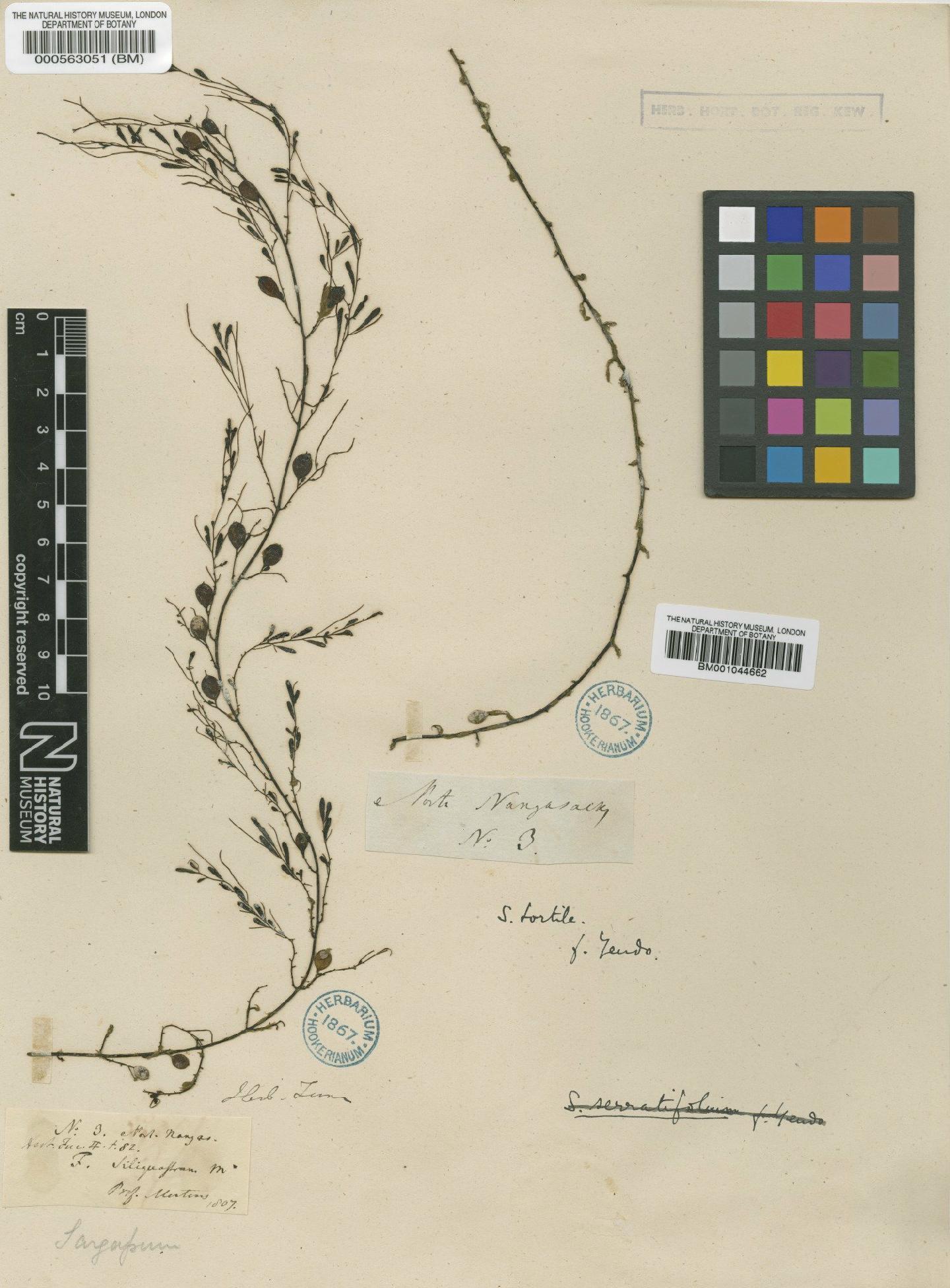 To NHMUK collection (Sargassum siliquastrum (Mert. ex Turner) C.Agardh; Isosyntype; NHMUK:ecatalogue:4722170)