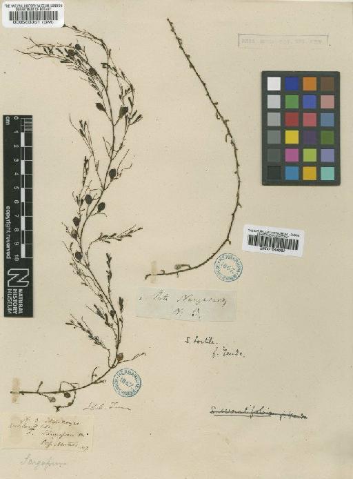 Sargassum siliquastrum (Mert. ex Turner) C.Agardh - BM000563051