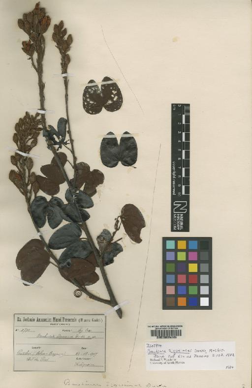 Bauhinia siqueirae Ducke - BM000624869