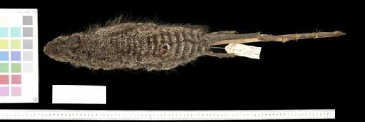 Lagostrophus fasciatus - 1844.9.30.1_Skin_Dorsal
