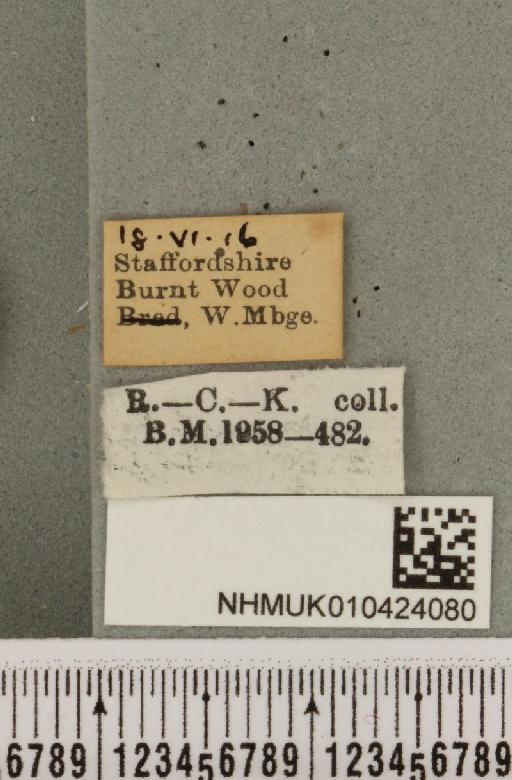 Hypena crassalis (Fabricius, 1787) - NHMUK_010424080_label_537363