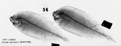 Laeops nigrescens Lloyd, 1907 - BMNH 1927.1.6.56-57, SYNTYPES, Laeops nigrescens Radiograph