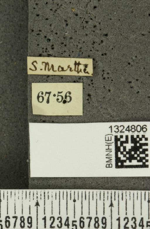 Acalymma quadrivittatum (Latreille, 1813) - BMNHE_1324806_label_20878