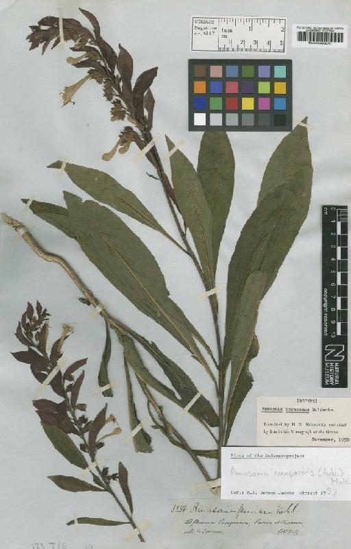 Amasonia campestris (Aubl.) Moldenke - BM000993047