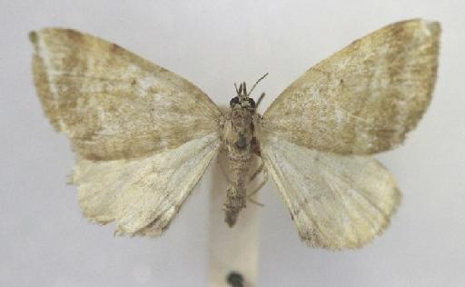 Nebula ceres (Butler, 1882) - Cidaria ceres Butler type female 1325517