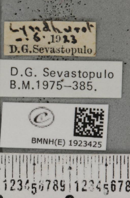 Ematurga atomaria (Linnaeus, 1758) - BMNHE_1923425_label_488009