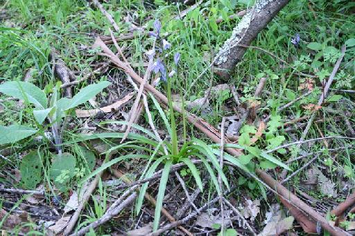 Hyacinthoides hispanica (Mill.) Rothm. - BB-185_plant