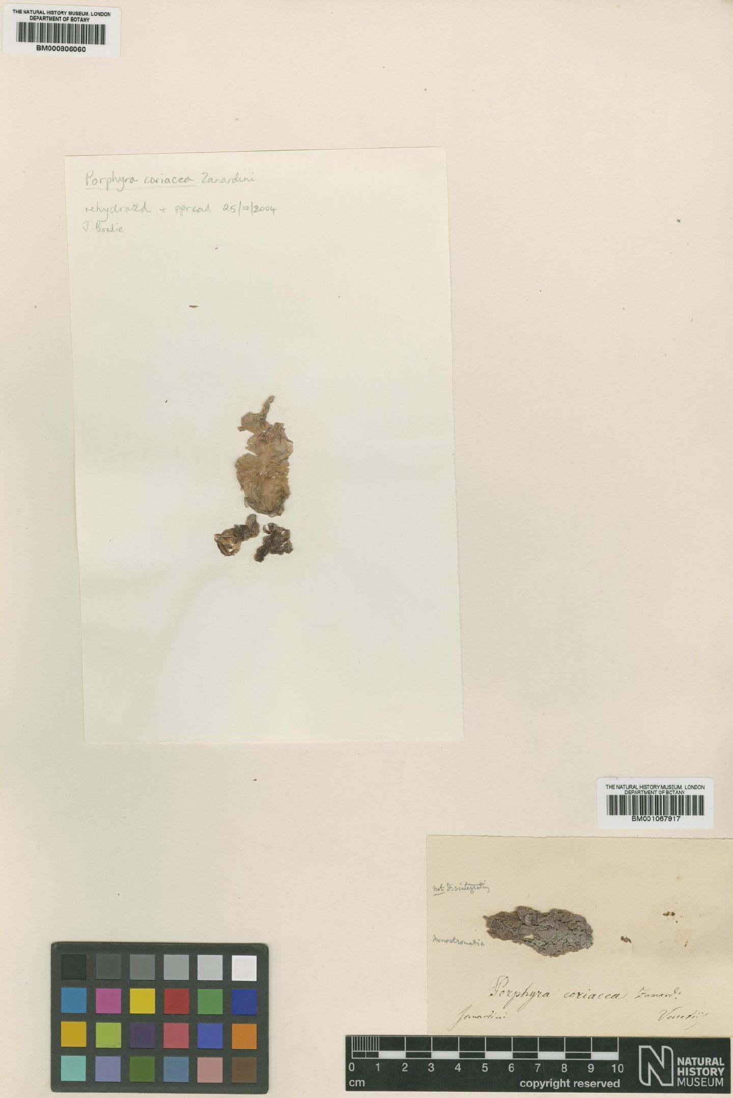 To NHMUK collection (Porphyra coriacea Zanardini; NHMUK:ecatalogue:427670)