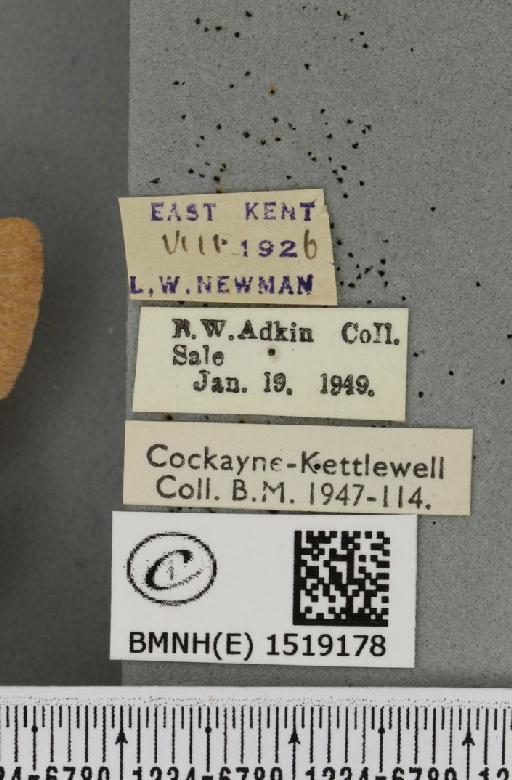 Lasiocampa trifolii flava Chalmers-Hunt, 1962 - BMNHE_1519178_label_192527