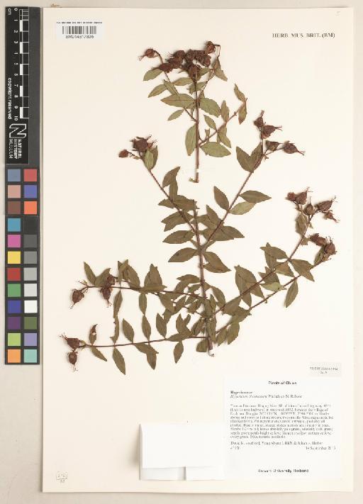 Hypericum choisianum Wall. ex N.Robson - BM014617836