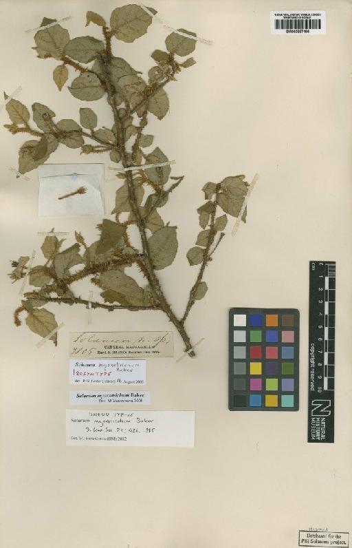 Solanum myoxotrichum Baker - BM000887185