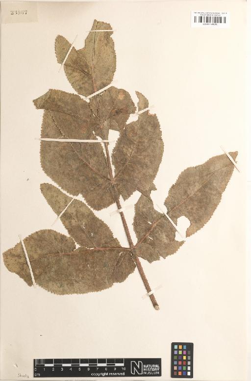 Opoponax chironium W.D.J.Koch - BM001134526