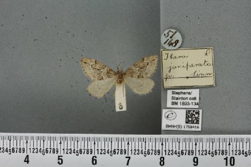 Thera juniperata juniperata (Linnaeus, 1758) - BMNHE_1758416_339787