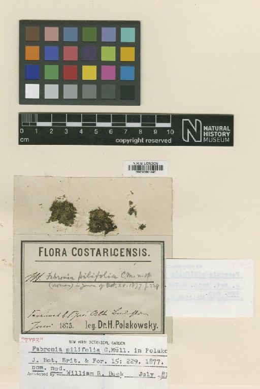 Fabronia pilifolia Müll.Hal. - BM000961640_a