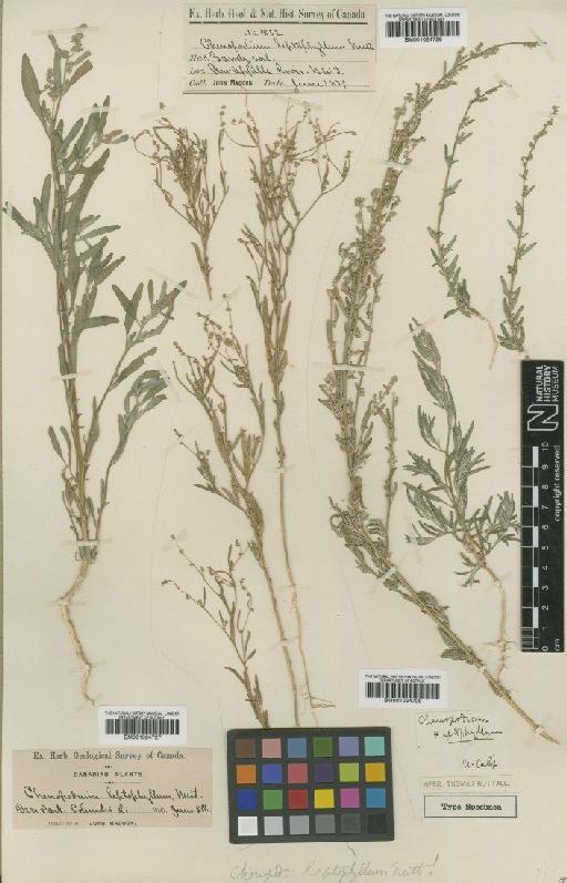 Chenopodium leptophyllum Nutt. - BM001024729