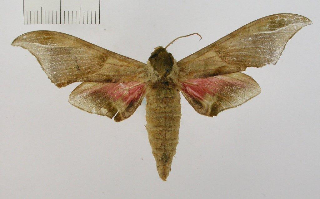 Callambulyx poecilus thumbnail