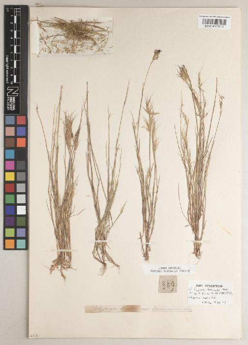 Polypogon tenellus R.Br. - BM014605513