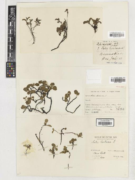 Salix herbacea L. - BM001074238