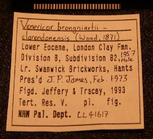Venericor brongniartii clarendonensis (S. V. Wood, 1871) - LL 41617. Venericor brongniartii clarendonensis (label-3)