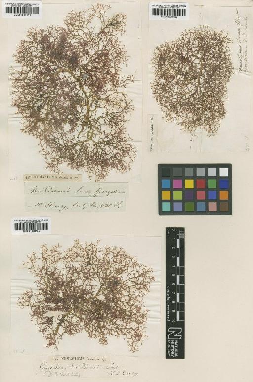 Helminthocladia densa (Harv.) F.Schmitz & Hauptfl. - BM001039151