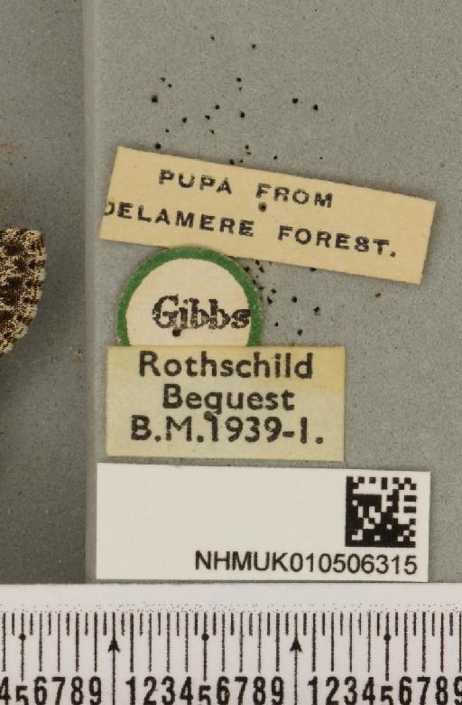 Acronicta rumicis ab. salicis Curtis, 1826 - NHMUK_010506315_label_564040