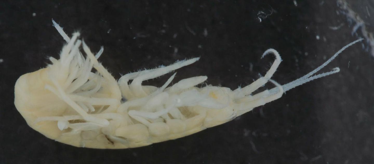 Gammarus fossarum thumbnail