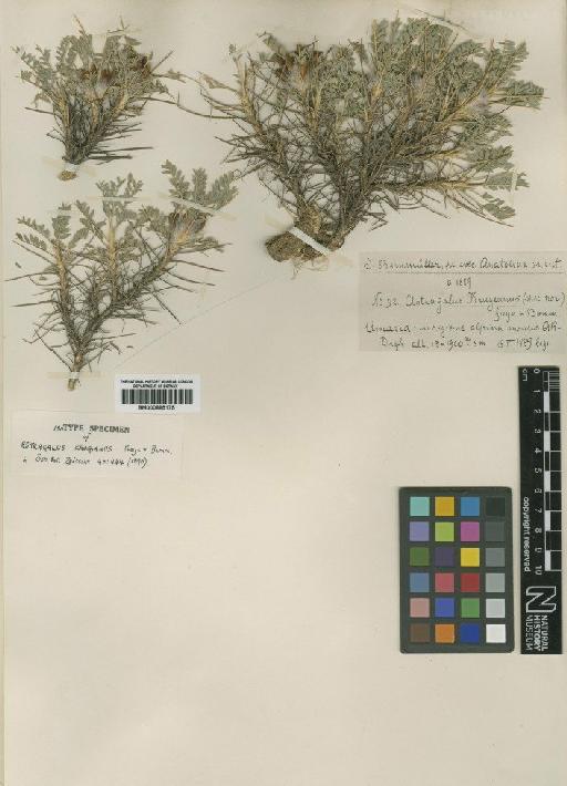 Astragalus plumosus var. krugeanus (Freyn & Bornm.) D.F.Chamb. & V.A.Matthews - BM000885175