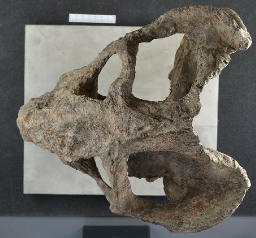 Vivaxosaurus trautscholdi (Amalitzky, 1922) - NHMUK PV R 4039 - dorsal