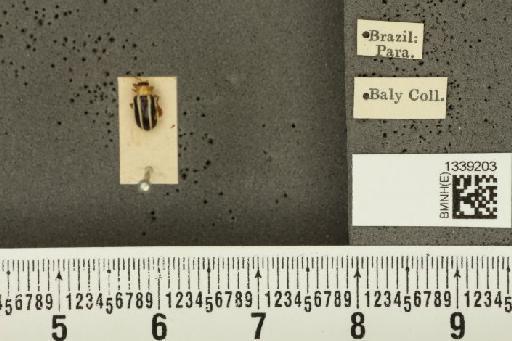 Acalymma bivittulum amazonum Bechyné, 1958 - BMNHE_1339203_20531