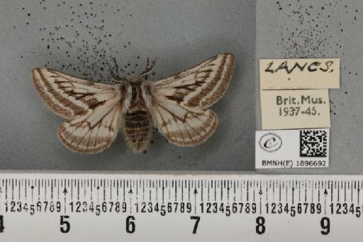 Lycia zonaria britannica (Harrison, 1912) - BMNHE_1896692_459621