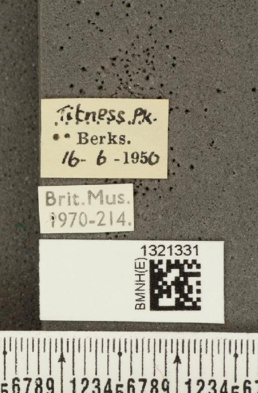 Crioceris (Crioceris) asparagi (Linnaeus, 1758) - BMNHE_1321331_label_11466