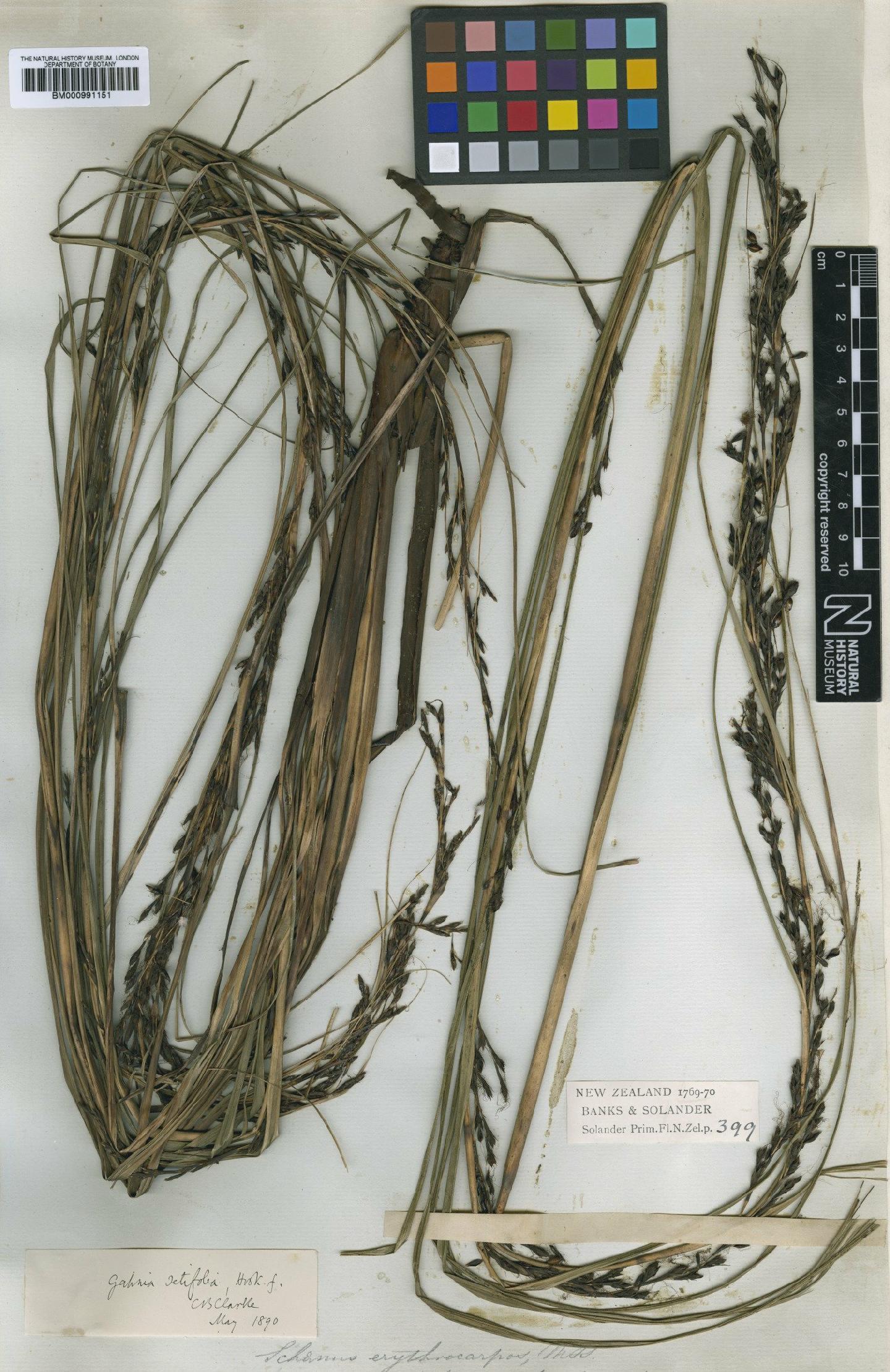 To the Natural History Museum, London (Gahnia setifolia Hook.f. BM000991151 type 1)