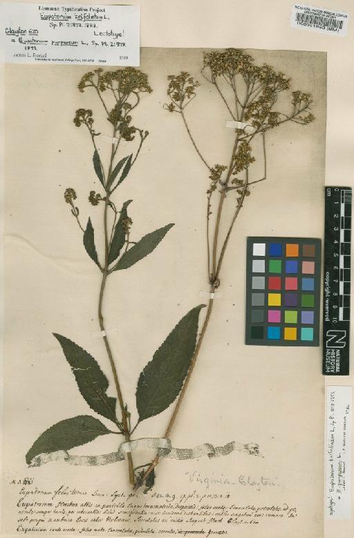 Eupatorium trifoliatum L. - BM000051693