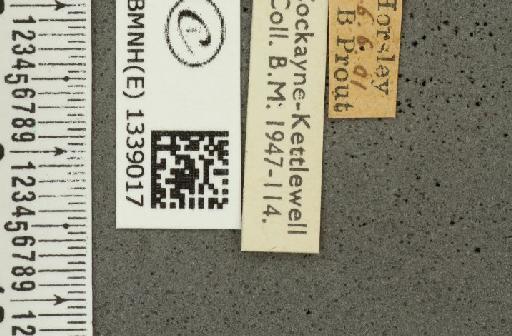 Ochlodes sylvanus (Esper, 1777) - BMNHE_1339017_label_154956