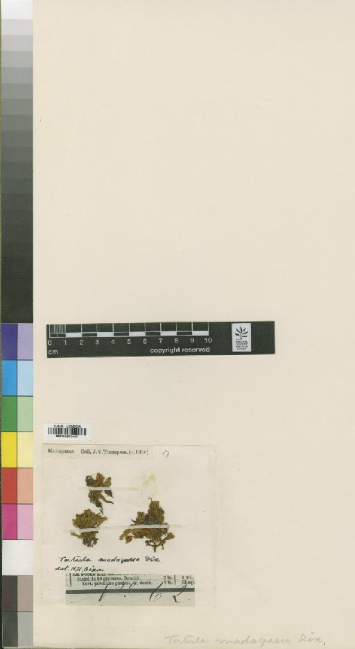 Tortula madagassa Dixon - BM000870447_a