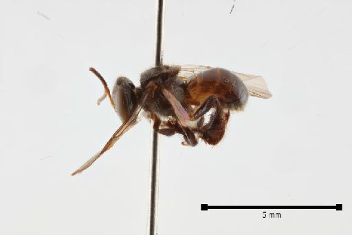 Tetragonula laeviceps (Smith, F., 1857) - Tetragonula laeviceps 1