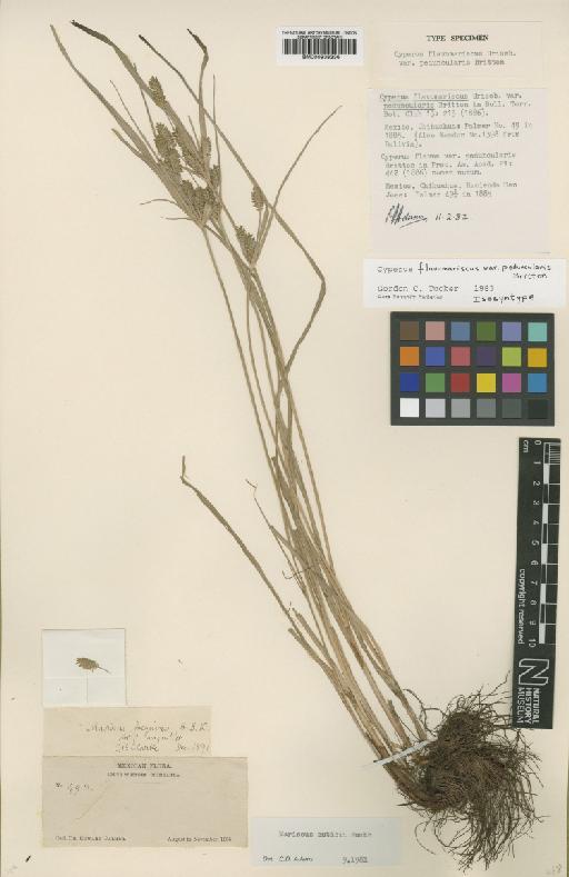 Cyperus flavomariscus var. peduncularis Britton - BM000938336