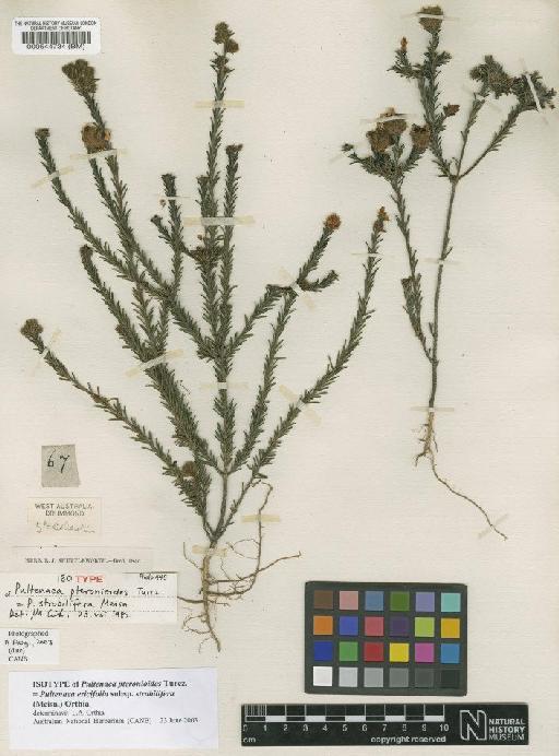 Pultenaea strobilifera Meisn. - BM000544734