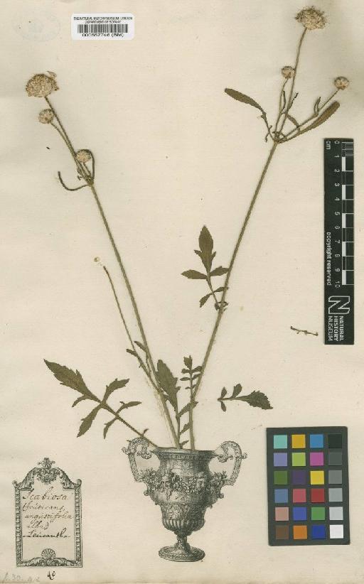 Scabiosa leucantha var. leucantha L. - BM000557746