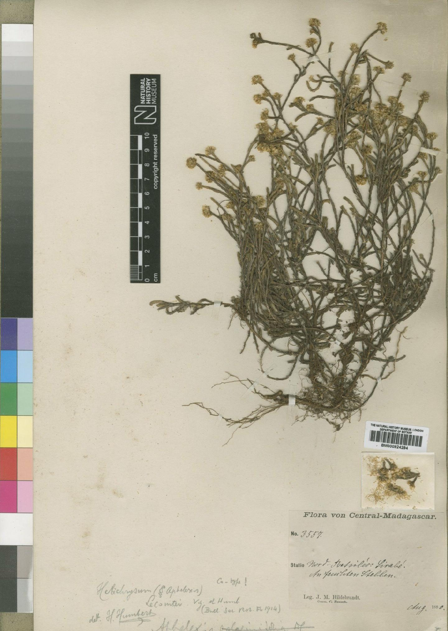 To NHMUK collection (Helichrysum lecomtei R.Vig. & Humbert; TYPE; NHMUK:ecatalogue:4529322)