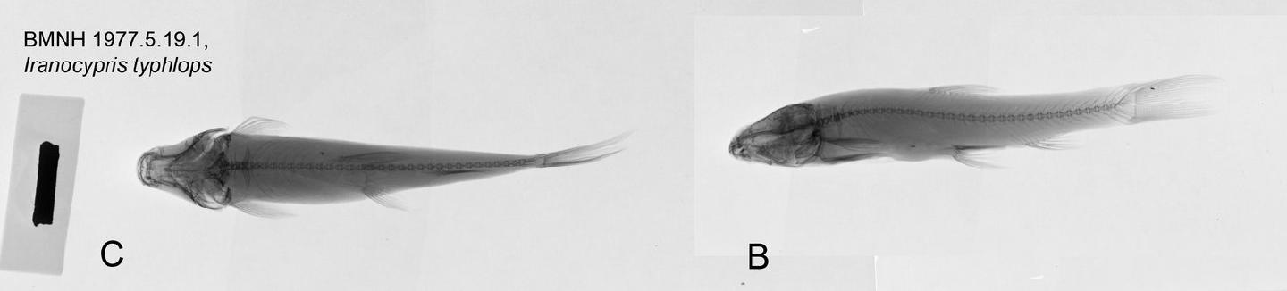 Iranocypris typhlops thumbnail